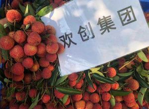夏日好“枝”味，宝威官网在线服务_宝威online（中国）集团发福“荔”啦